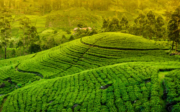 Lush green tea plantation spreads over rolling hills under warm sunlight, showcasing a vibrant man-made landscape in this HD desktop wallpaper.