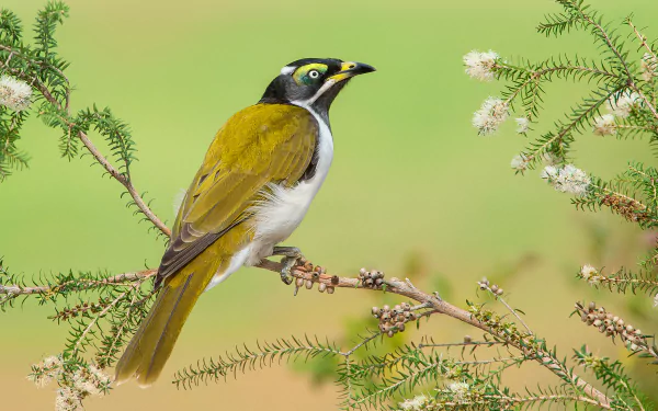  Blue-faced Honeyeater by Greg Oakley
