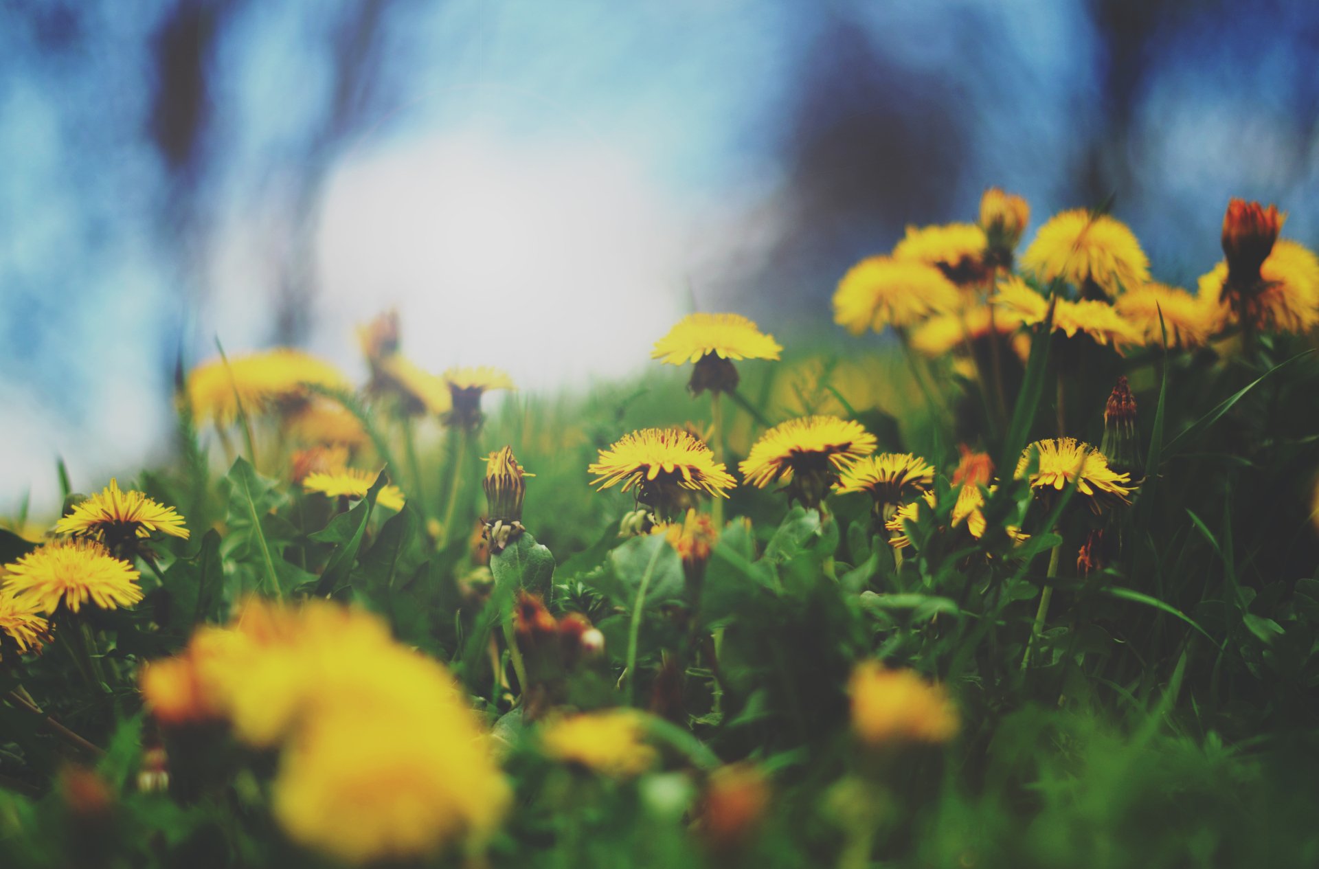 Download Close-up Summer Yellow Flower Flower Nature Dandelion 4k Ultra HD Wallpaper