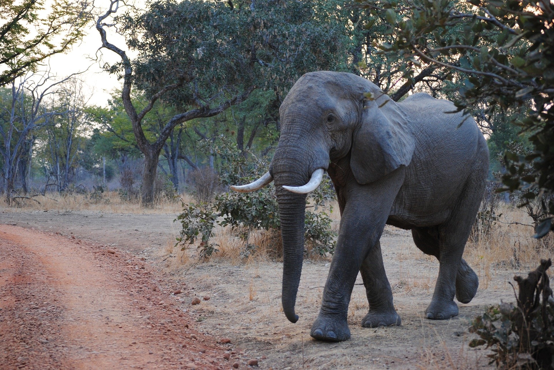 Download Zambia National Park Animal African Bush Elephant HD Wallpaper