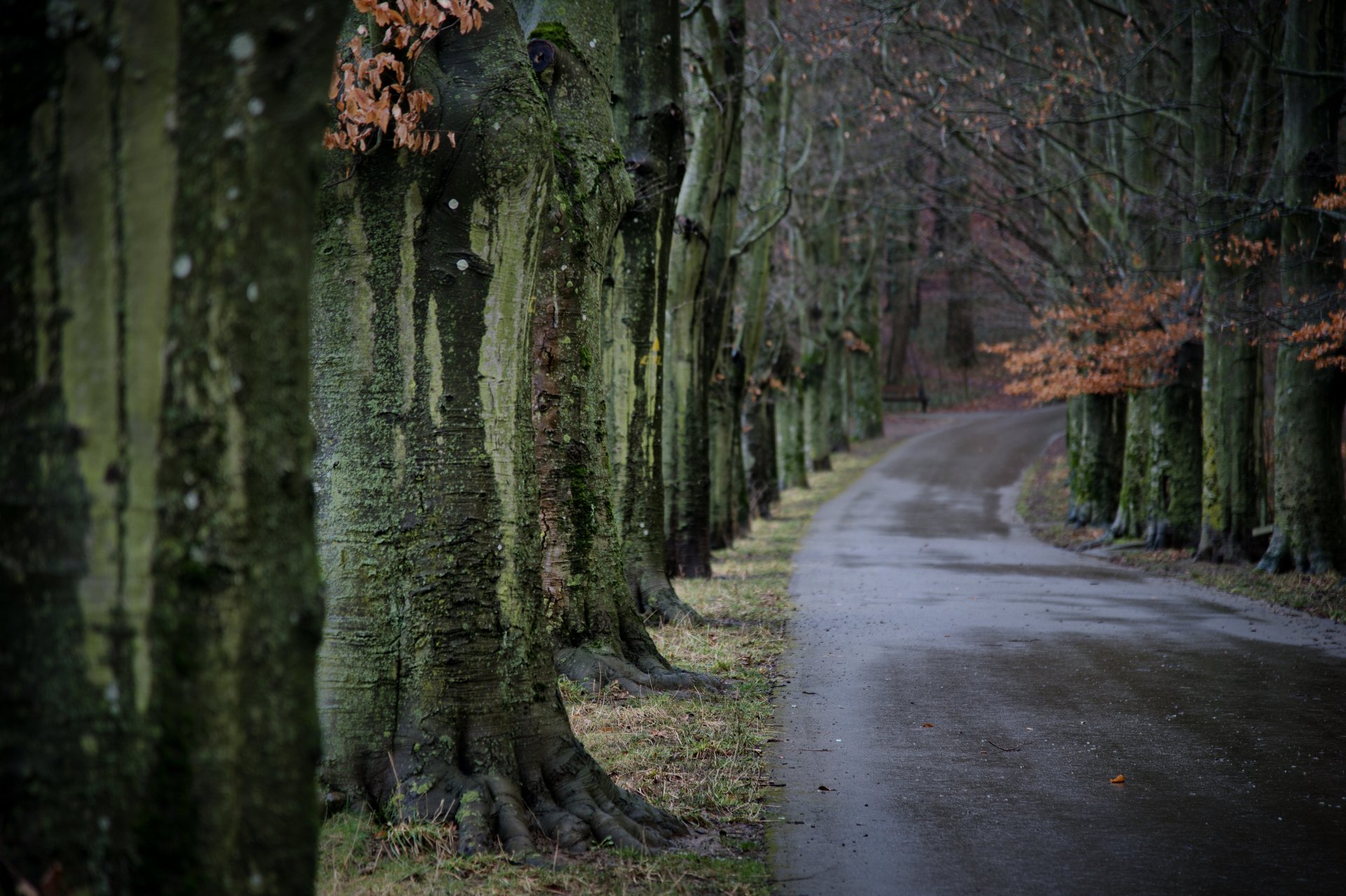 Download Tree-lined Tree Man Made Road 4k Ultra HD Wallpaper
