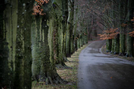 tree-lined tree man made road HD Desktop Wallpaper | Background Image