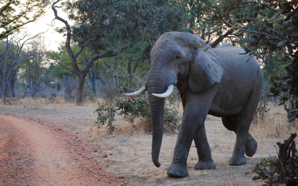  Elephant in South Luangwa National Park, Zambia