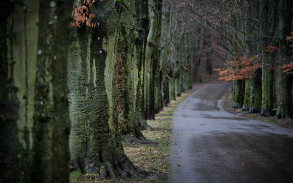 tree-lined tree man made road HD Desktop Wallpaper | Background Image