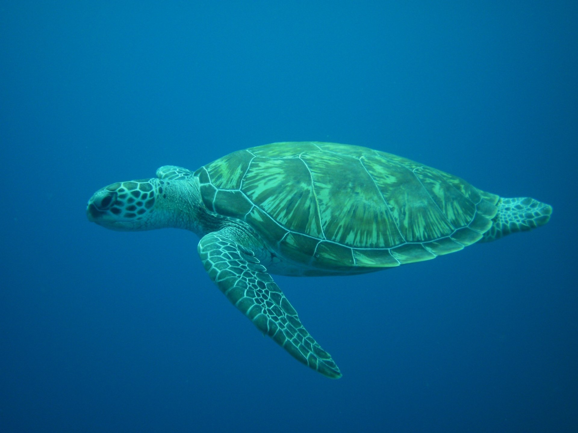 Turtle in the ocean. 