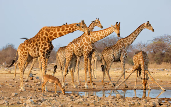 A group of giraffes and a baby antelope gathered around a watering hole in the African savanna, captured in stunning 4K Ultra HD.
