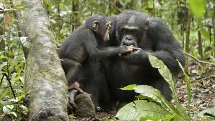 movie chimpanzee HD Desktop Wallpaper | Background Image