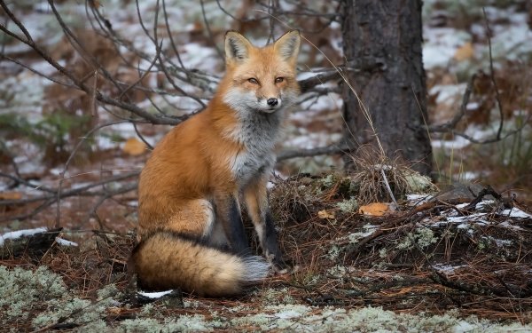 Animal Fox HD Wallpaper | Background Image