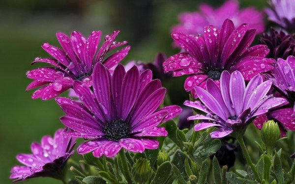 Earth Daisy Flowers Flower Water Drop Nature Purple Flower HD Wallpaper | Background Image