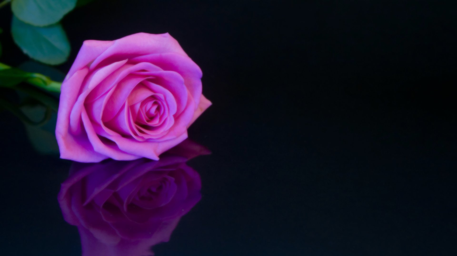 Download Pink Flower Reflection Pink Rose Nature Rose  HD Wallpaper