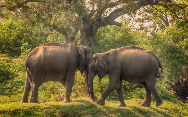 Animal Asian Elephant HD Desktop Wallpaper | Background Image