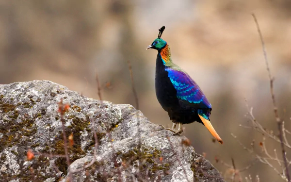 Vibrant Himalayan monal bird perched on a rock in Nepal, showcasing its colorful plumage against a blurred natural background in this HD desktop wallpaper.
