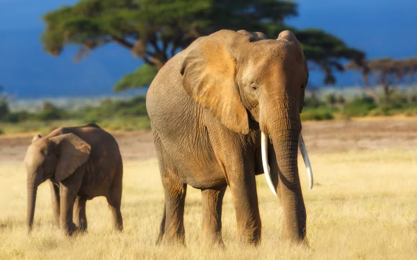 depth of field savanna baby animal Animal African bush elephant HD Desktop Wallpaper | Background Image