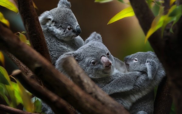 Animal Koala Baby Animal HD Wallpaper | Background Image