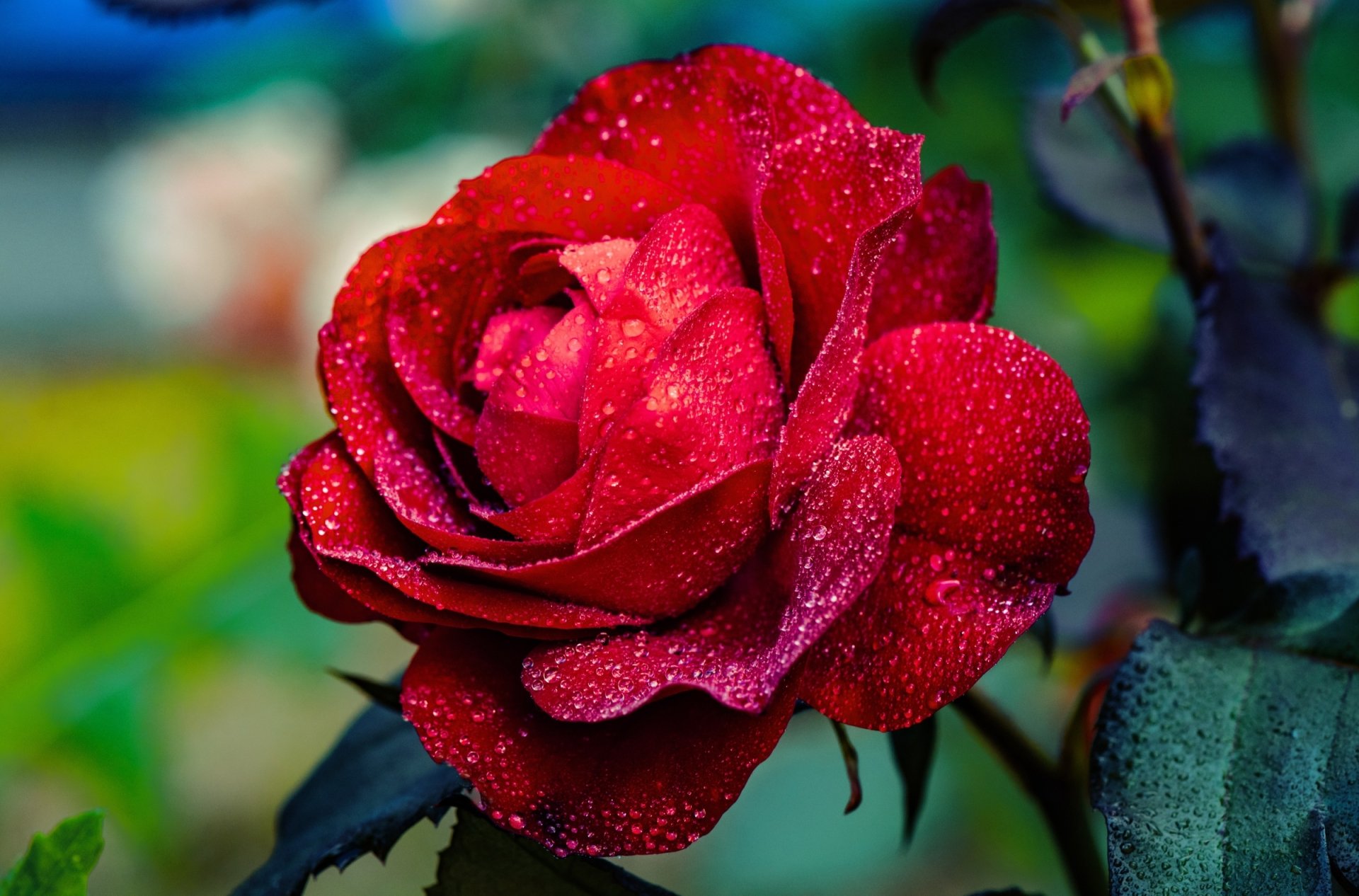 Download Dew Drop Red Rose Red Flower Flower Nature Rose HD Wallpaper