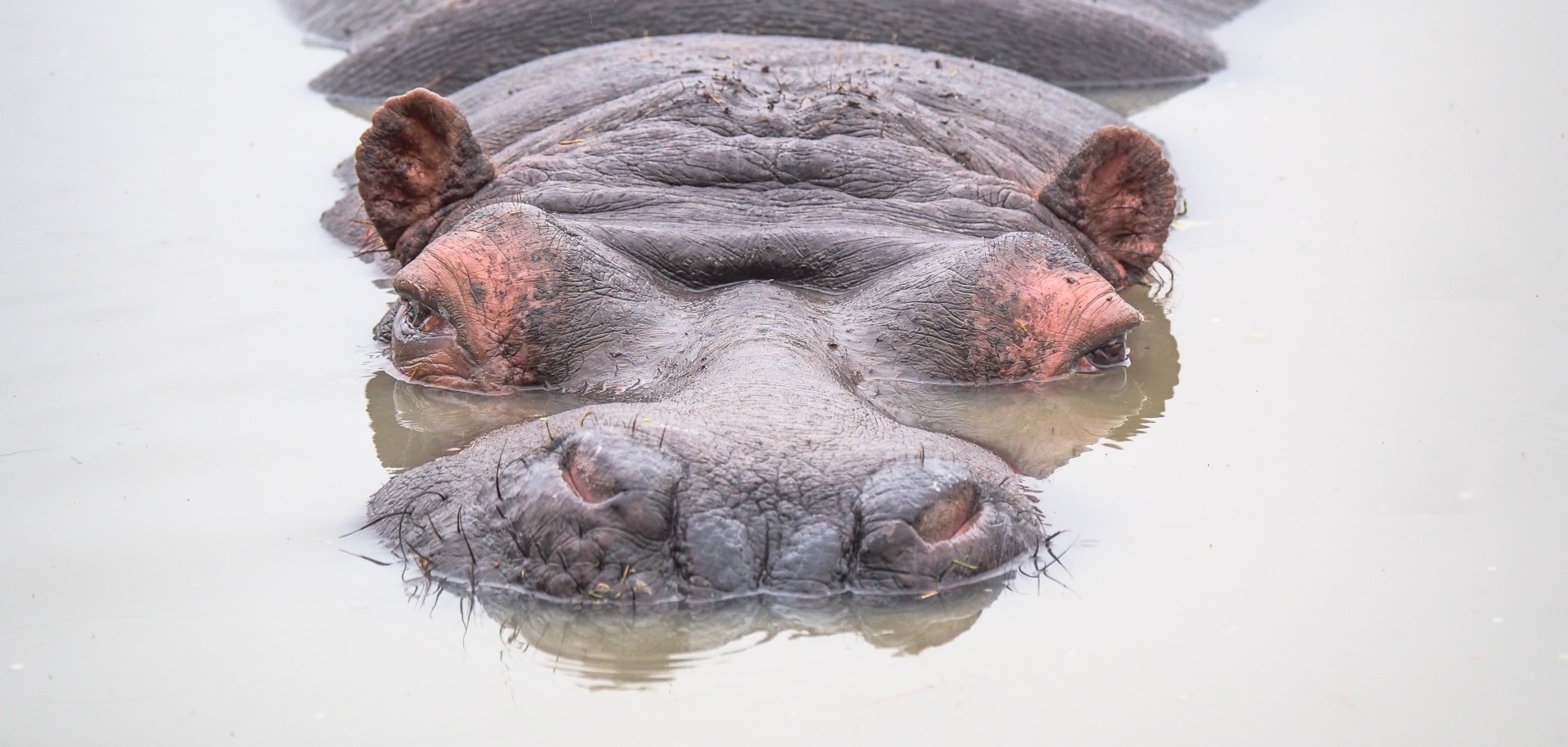 Download Stare Animal Hippo 4k Ultra HD Wallpaper