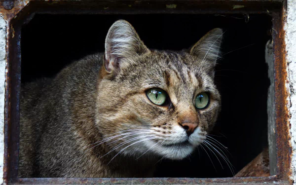  Tomcat Looking Through a Rusty Old Hole in the Wall