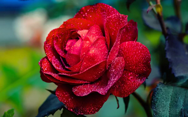 HD desktop wallpaper — close-up red rose with dewdrops on its petals, vivid red flower against green nature background.