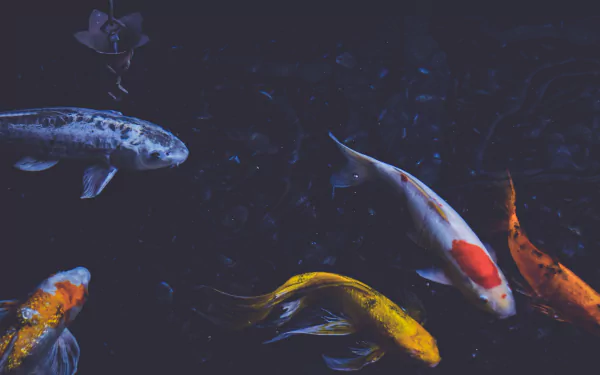 A vibrant group of koi fish swimming gracefully in dark water, captured in stunning 4K Ultra HD for a PC desktop wallpaper.