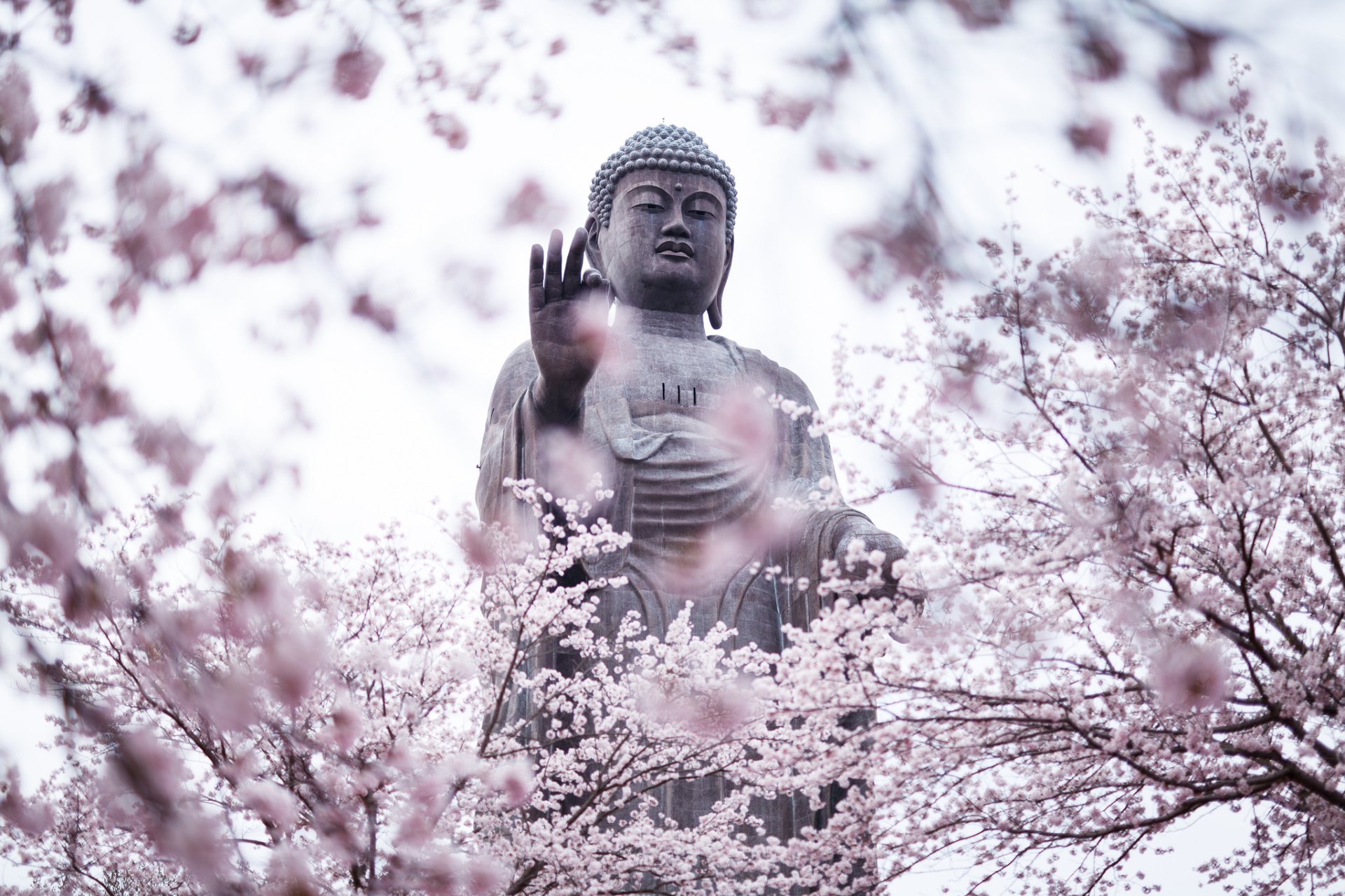 A serene Buddha statue surrounded by blooming cherry blossoms in spring, captured in HD as a peaceful PC desktop wallpaper and background.