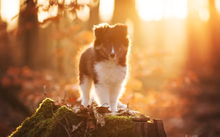 A puppy stands on a mossy tree stump surrounded by fallen leaves in a sunny fall forest, captured with a shallow depth of field.