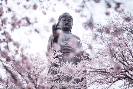 A serene Buddha statue surrounded by blooming cherry blossoms in spring, captured in HD as a peaceful PC desktop wallpaper and background.