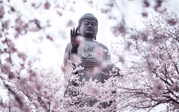 A serene Buddha statue surrounded by blooming cherry blossoms in spring, captured in HD as a peaceful PC desktop wallpaper and background.