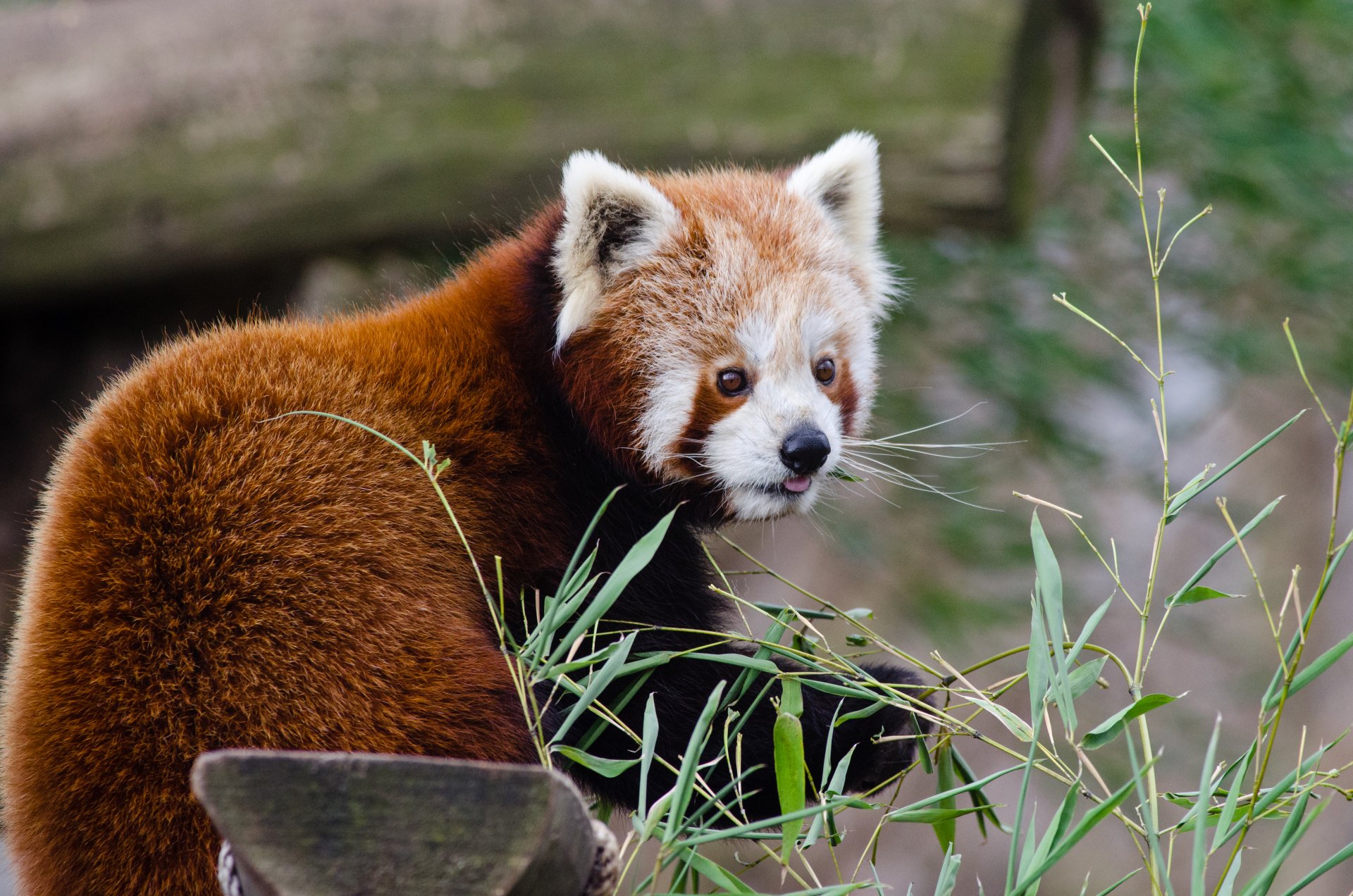 Download Animal Red Panda 4k Ultra HD Wallpaper