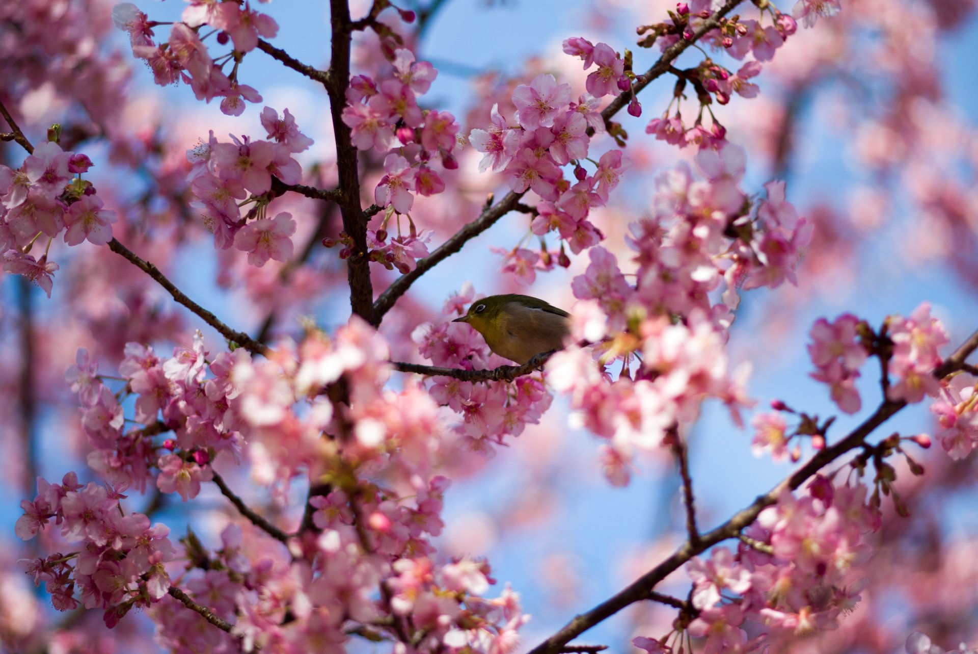 Download Pink Flower Spring Blossom Branch Nature Animal Japanese White-eye 4k Ultra HD Wallpaper