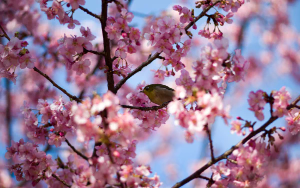 pink flower spring blossom branch nature Animal Japanese white-eye HD Desktop Wallpaper | Background Image