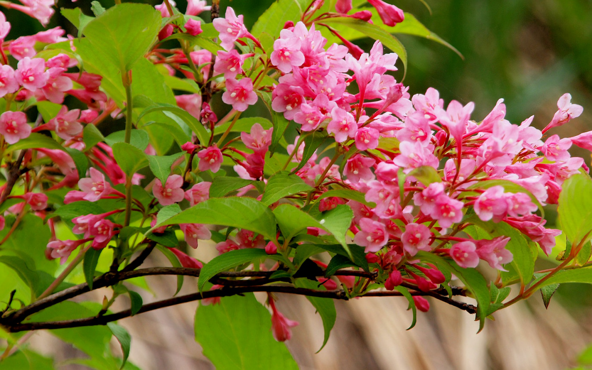 Download Pink Flower Flower Spring Branch Nature Blossom Hd Wallpaper 