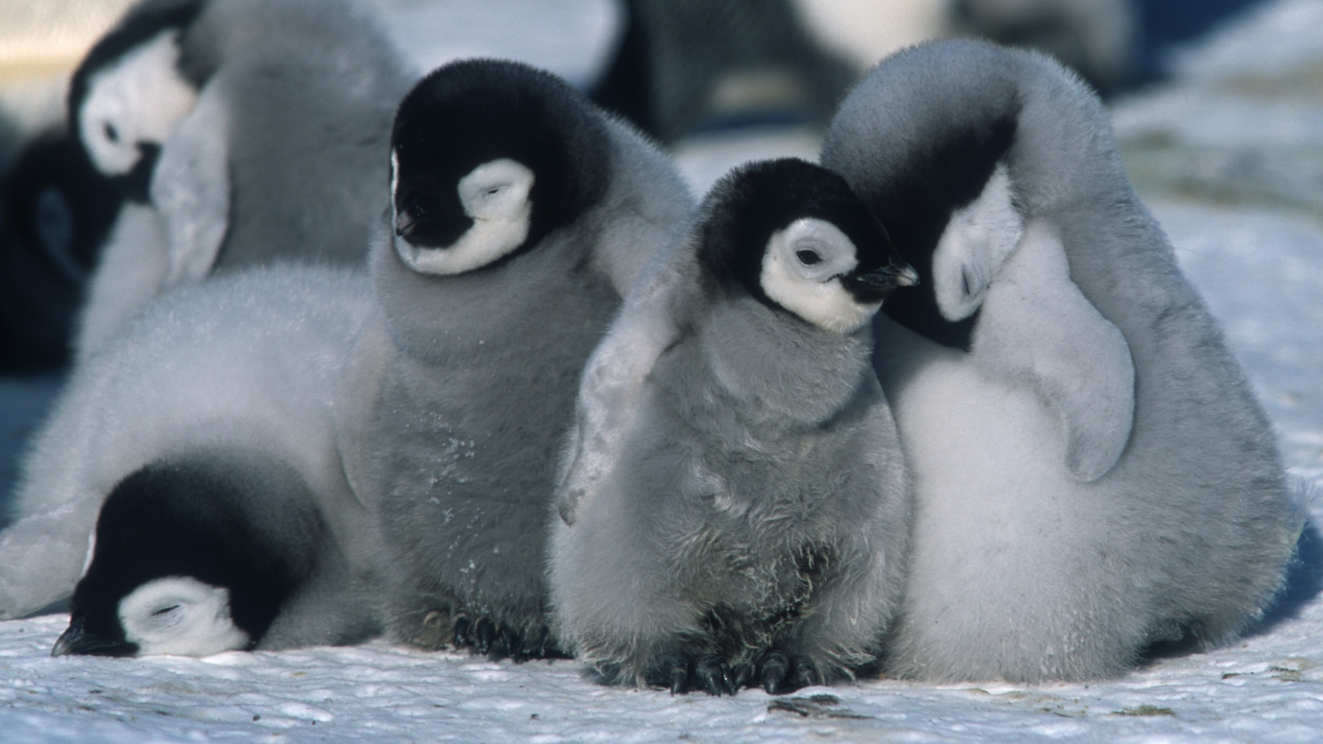 download-penguin-baby-animal-movie-march-of-the-penguins-hd-wallpaper