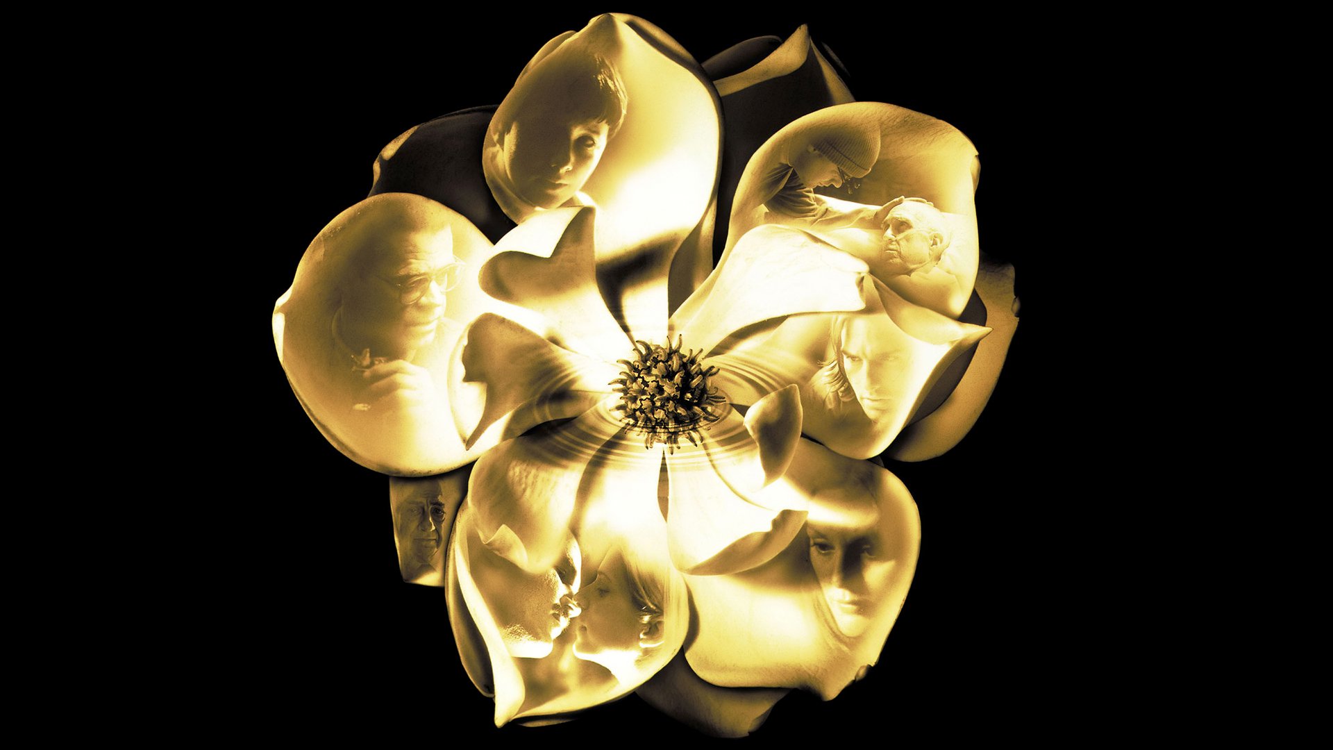 Download Movie Magnolia HD Wallpaper