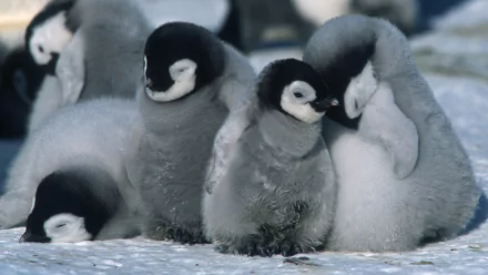 penguin baby animal movie March Of The Penguins HD Desktop Wallpaper | Background Image