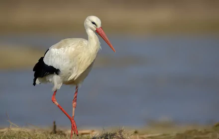 HD desktop wallpaper featuring a white stork bird with black wing feathers standing near water in natural habitat.