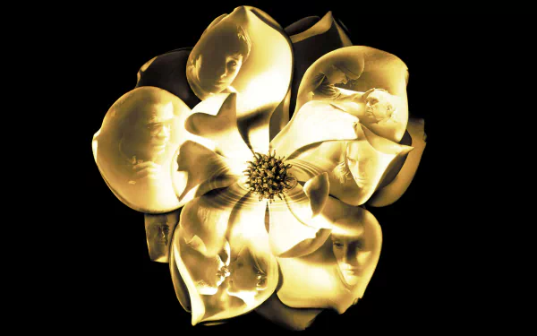 movie magnolia HD Desktop Wallpaper | Background Image