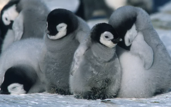 penguin baby animal movie March Of The Penguins HD Desktop Wallpaper | Background Image