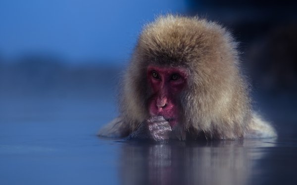 Animal Snow Monkey Monkeys Monkey Primate HD Wallpaper | Background Image