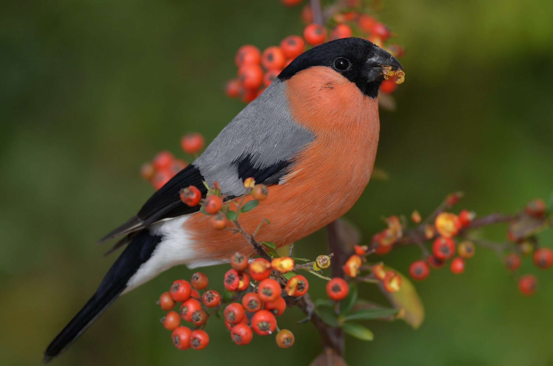 Download Berry Branch Bird Animal Bullfinch 4k Ultra HD Wallpaper