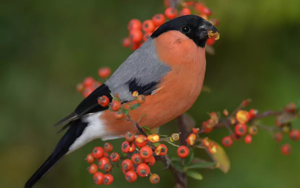  Bullfinch on Berry Branch