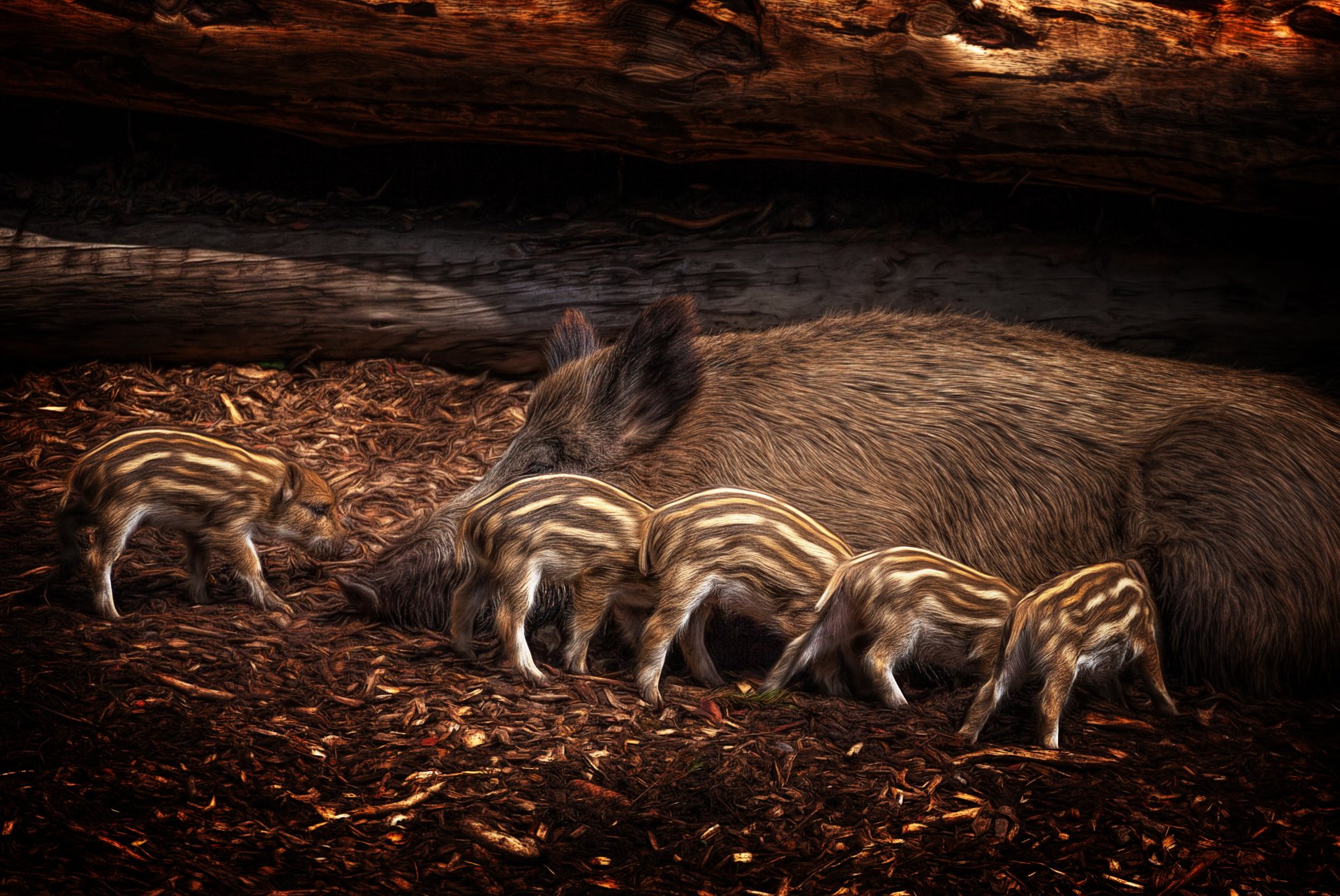 HD desktop wallpaper of a baby boar and four striped piglets nestled on forest floor, showcasing the natural bond within a boar family in a woodland setting.