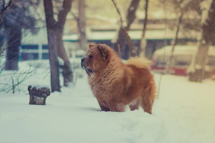 A fluffy chow chow dog stands in the snow during winter, captured in a 4K Ultra HD PC desktop wallpaper with a softly blurred background.