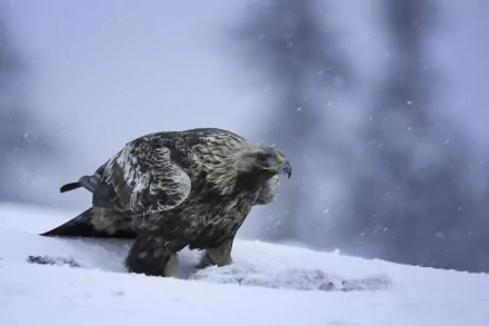 A golden eagle perched on snow during a snowfall, captured in a high-definition winter scene. This majestic bird of prey makes for a stunning desktop wallpaper background.