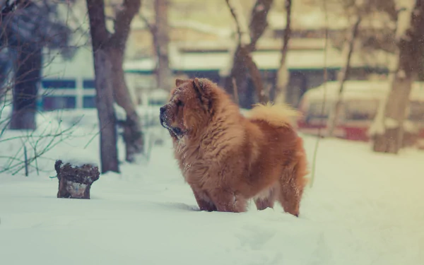 A fluffy chow chow dog stands in the snow during winter, captured in a 4K Ultra HD PC desktop wallpaper with a softly blurred background.
