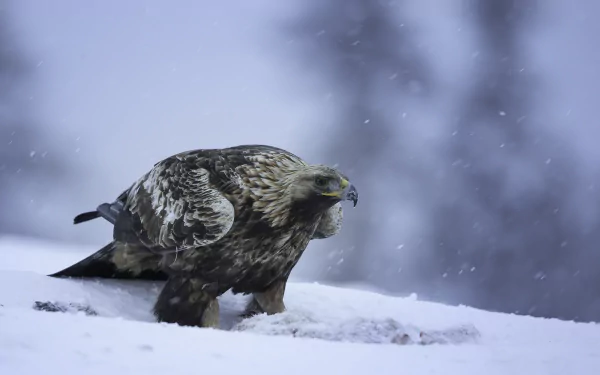 A golden eagle perched on snow during a snowfall, captured in a high-definition winter scene. This majestic bird of prey makes for a stunning desktop wallpaper background.
