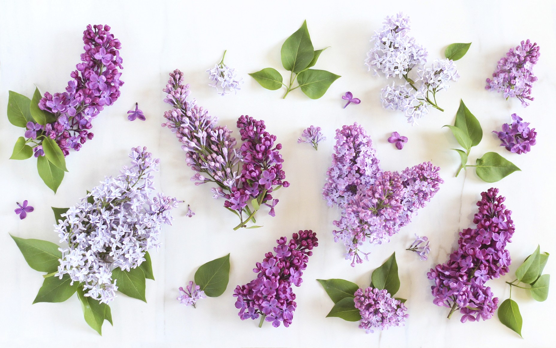 Lilacs by Justine Celina