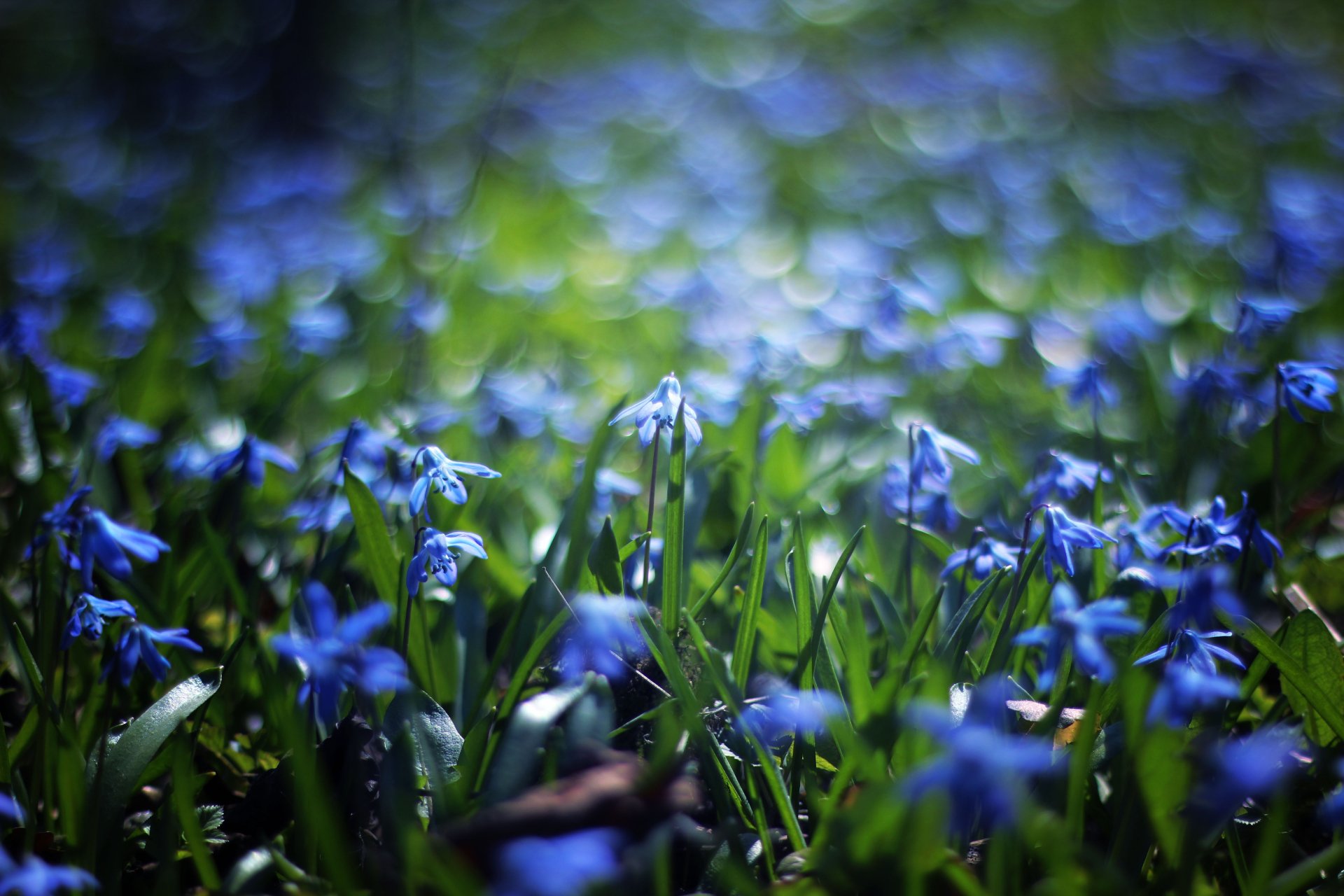 Download Close-up Bokeh Blue Flower Nature Flower 4k Ultra HD Wallpaper