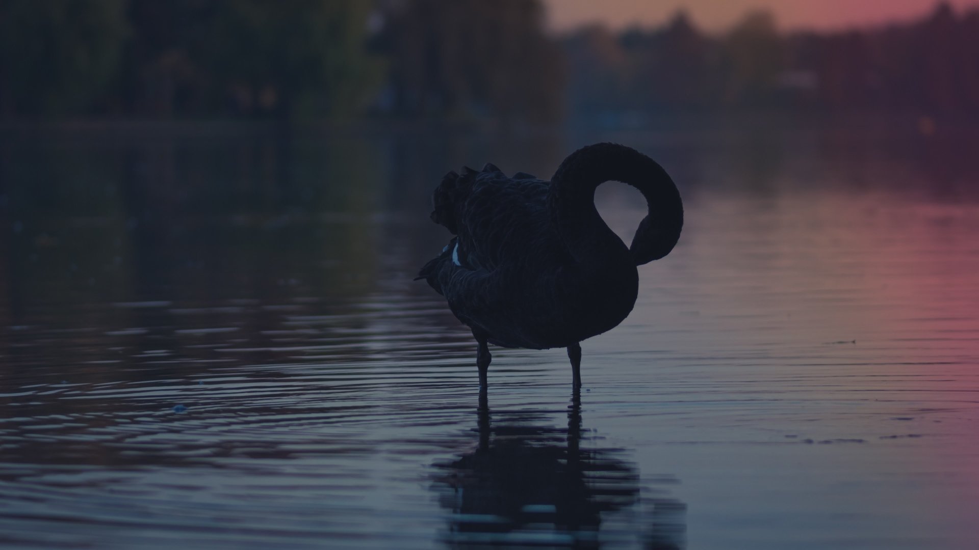 Animal Black Swan 4k Ultra HD Wallpaper