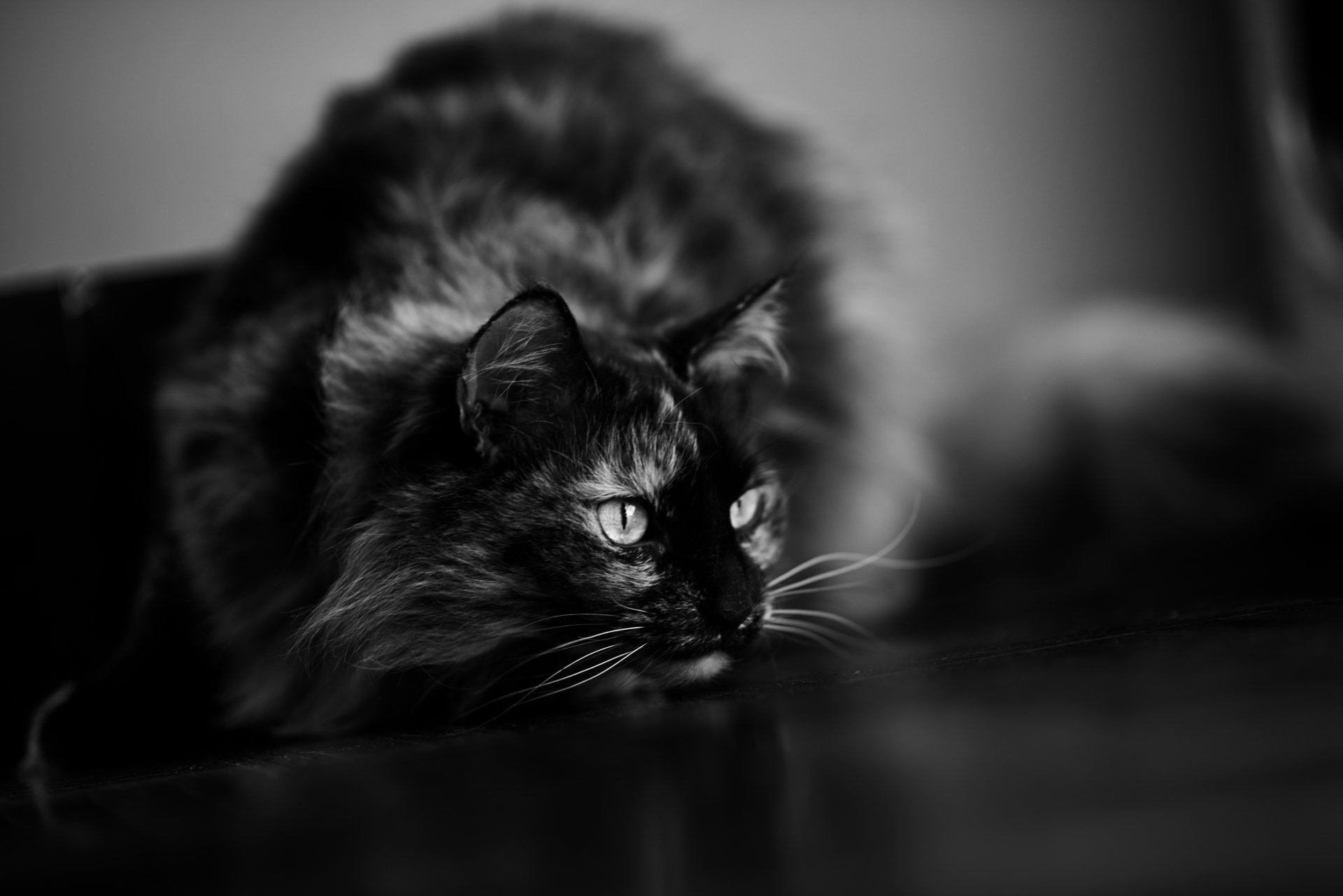 Download Black & White Animal Cat  4k Ultra HD Wallpaper