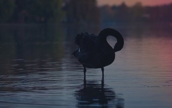 28 Black Swan HD Wallpapers | Background Images - Wallpaper Abyss